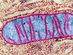 Twist in the tail of eukaryotic origins