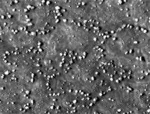 New Scientist. Science news and long reads from expert journalists, covering developments in science, technology, health and the environment on the website and the magazine.