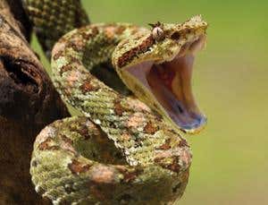 New Scientist. Science news and long reads from expert journalists, covering developments in science, technology, health and the environment on the website and the magazine.