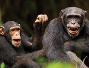 New Scientist. Science news and long reads from expert journalists, covering developments in science, technology, health and the environment on the website and the magazine.