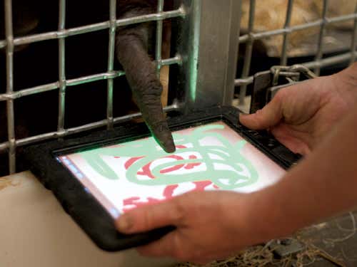 Orang finger-painting Image: Scott Engel)