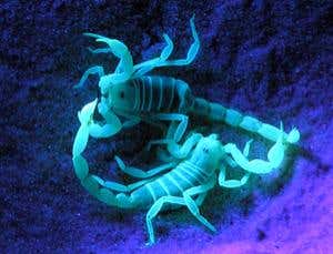 A scorpion's body serves as a basic eye