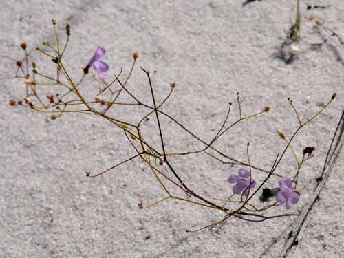 Philcoxia minensis: pretty but deadly (Image: Caio G. Pereira/Rafael S. Oliveira et al/PNAS)