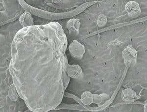 New Scientist. Science news and long reads from expert journalists, covering developments in science, technology, health and the environment on the website and the magazine.