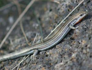 Lizards may be made smarter by warming world