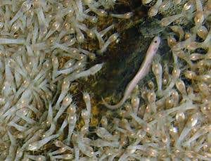 Deepest known 'black smoker' vent discovered