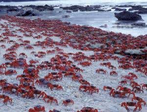 Oil spill on Christmas Island threatens red crabs