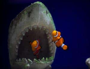 Carbon dioxide encourages risky behaviour in clownfish