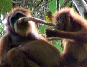 New Scientist. Science news and long reads from expert journalists, covering developments in science, technology, health and the environment on the website and the magazine.