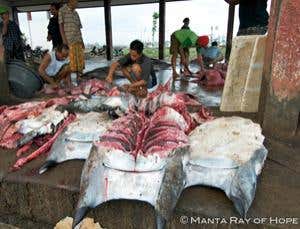 Scenes from the bloody manta ray trade