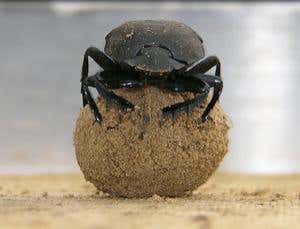 New Scientist. Science news and long reads from expert journalists, covering developments in science, technology, health and the environment on the website and the magazine.