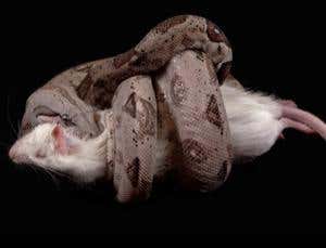 Boas sense when prey's heart goes still