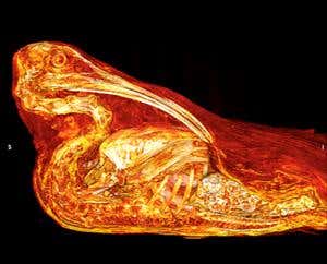 New Scientist. Science news and long reads from expert journalists, covering developments in science, technology, health and the environment on the website and the magazine.