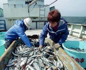 Live updates from fishing boats could reduce waste