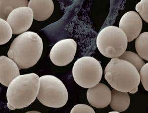 New Scientist. Science news and long reads from expert journalists, covering developments in science, technology, health and the environment on the website and the magazine.