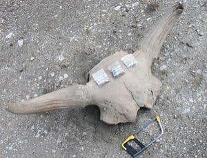 Fossil DNA has clues to surviving rapid climate change