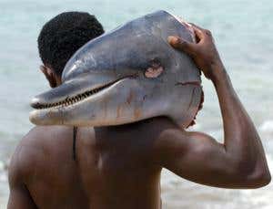 New Scientist. Science news and long reads from expert journalists, covering developments in science, technology, health and the environment on the website and the magazine.