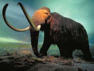 Siberia was a wildlife refuge in the last ice age