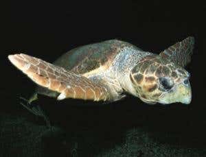 New Scientist. Science news and long reads from expert journalists, covering developments in science, technology, health and the environment on the website and the magazine.