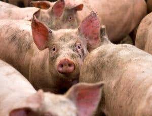 New Scientist. Science news and long reads from expert journalists, covering developments in science, technology, health and the environment on the website and the magazine.