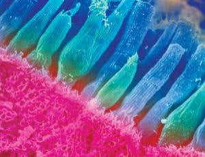 New Scientist. Science news and long reads from expert journalists, covering developments in science, technology, health and the environment on the website and the magazine.