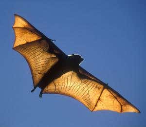 One-way evolution: The ladder of life makes a comeback