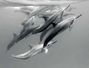 Echolocation evolved separately in dolphins, bats and several species of cave-dwelling bird