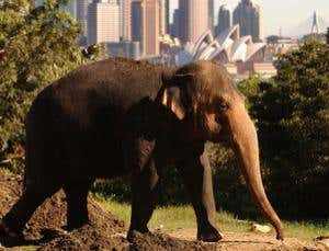 I think we should let elephants loose in Australia