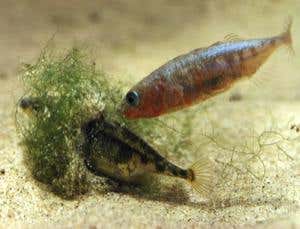 New Scientist. Science news and long reads from expert journalists, covering developments in science, technology, health and the environment on the website and the magazine.