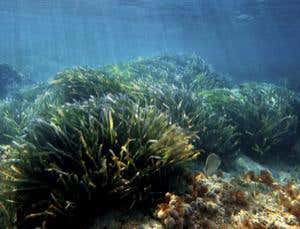 Patch of seagrass is world's oldest living organism