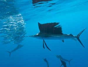 Started in fresh water