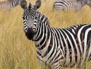 Zoologger: Don't bite – how the zebra got its stripes