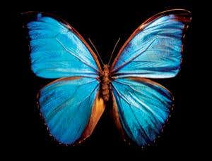 Bionic butterfly wings are ultimate heat sensors