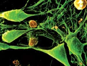 New Scientist. Science news and long reads from expert journalists, covering developments in science, technology, health and the environment on the website and the magazine.