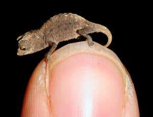 Zoologger: Itsy bitsy teeny weeny chameleons