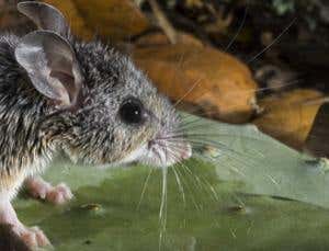 New Scientist. Science news and long reads from expert journalists, covering developments in science, technology, health and the environment on the website and the magazine.