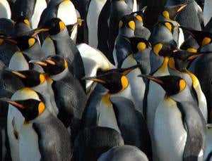 New Scientist. Science news and long reads from expert journalists, covering developments in science, technology, health and the environment on the website and the magazine.