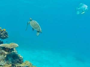 Take a look at stunning wildlife from the comfort of your home 