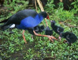 Zoologger: The bird that cares for its rival's chicks