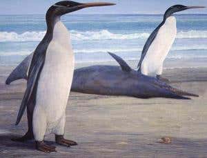 Fossil penguin may have been tallest ever
