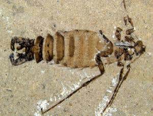 New Scientist. Science news and long reads from expert journalists, covering developments in science, technology, health and the environment on the website and the magazine.