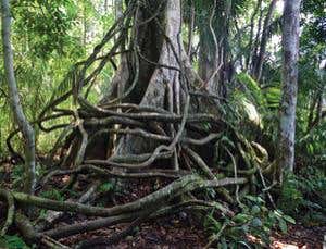 Big trees in trouble: How the mighty are falling