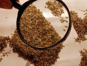 Lost treasures: The Soviet seed bank