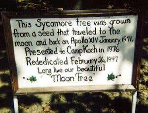 Lost treasures: Trees from the moon