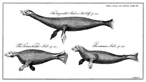 A 1750 illustration of the mysterious seal 