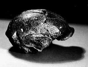 Lost treasures: Peking Man's bones