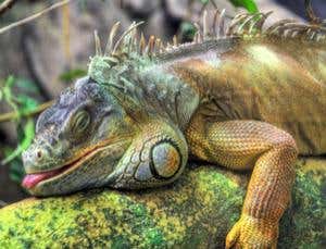 Sleep: What it is and what it's for