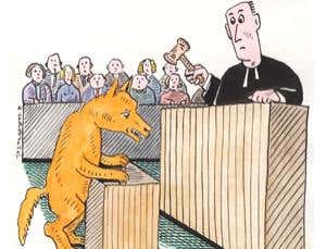 Dingoes in the dock