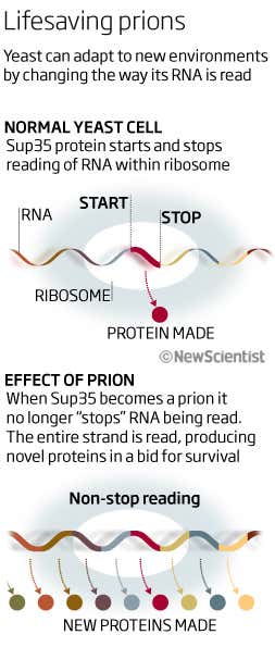 Prions point to a new style of evolution