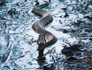 New Scientist. Science news and long reads from expert journalists, covering developments in science, technology, health and the environment on the website and the magazine.